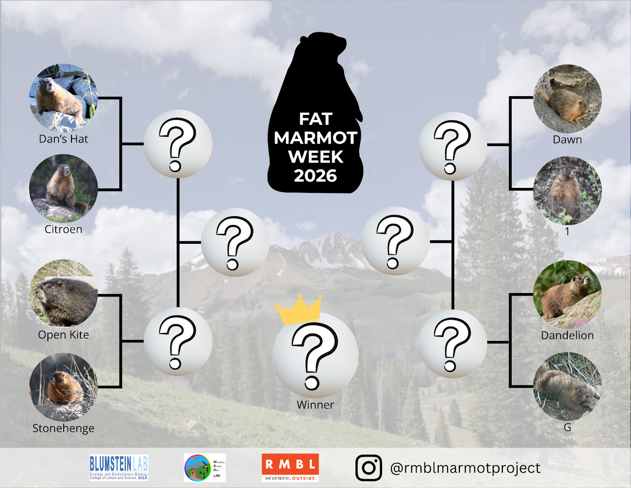 Official Fat Marmot Week 2026 bracket showing the eight marmot contenders